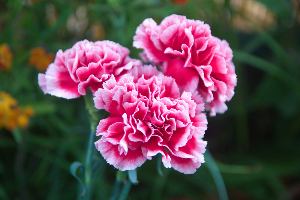 Dianthus caryophyllus Flower