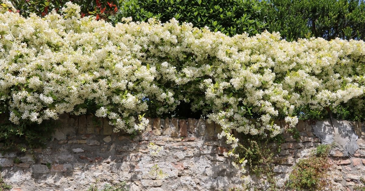 Jasmine Plants: Fragrant, Flowering Climbers Grown in the UK