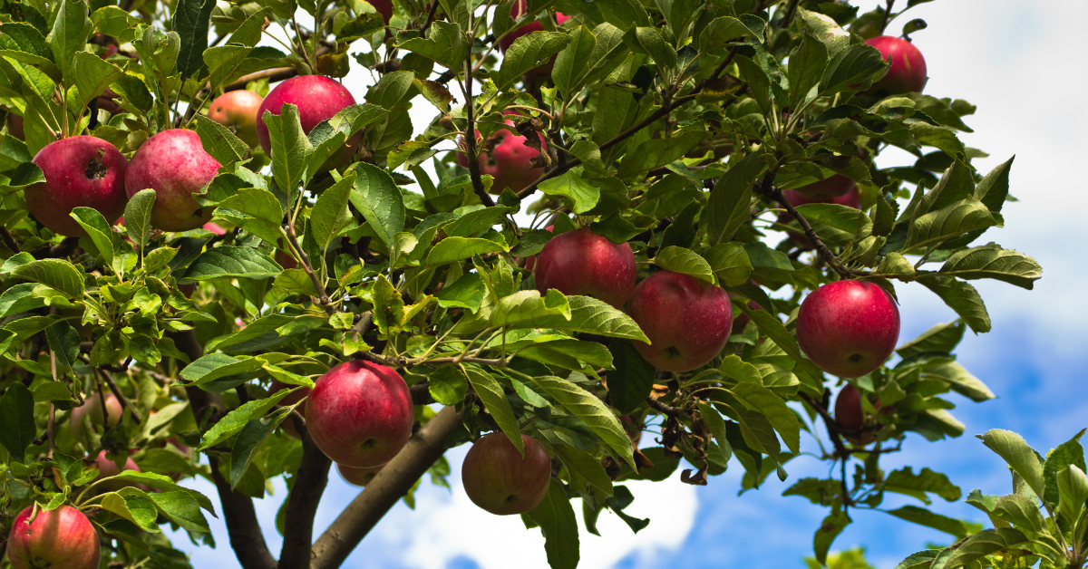 Grow Your Own: Apple Trees - JParkers