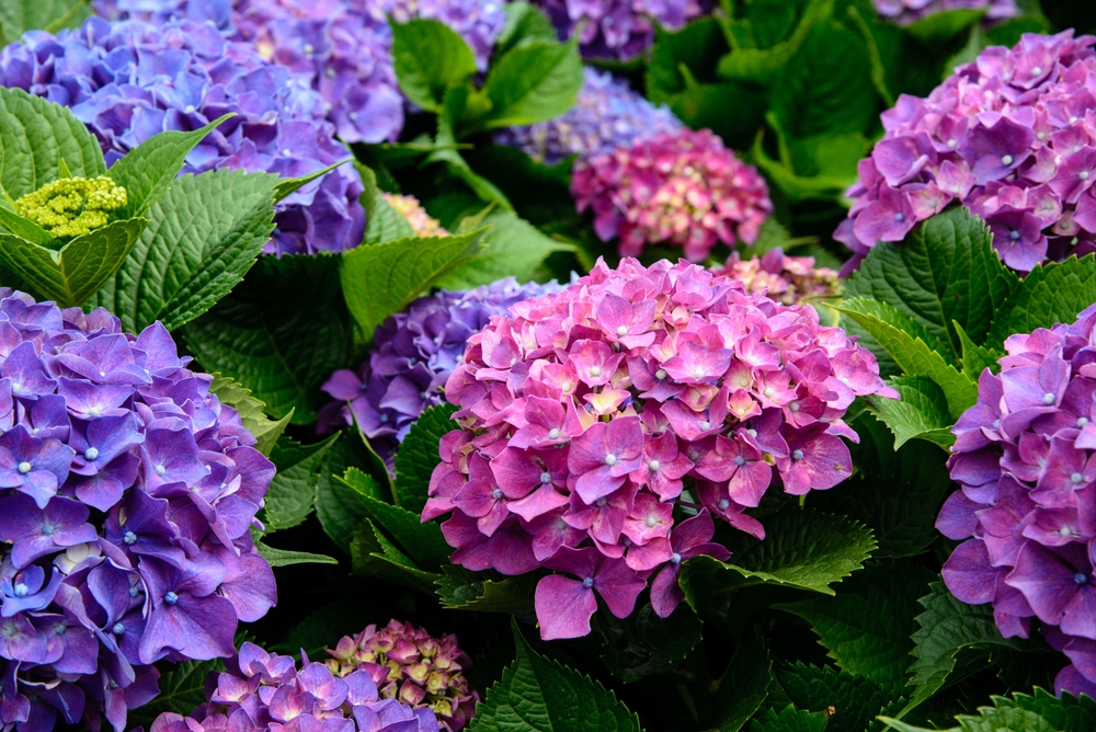 Can Hydrangeas Grow In Shade? - JParkers