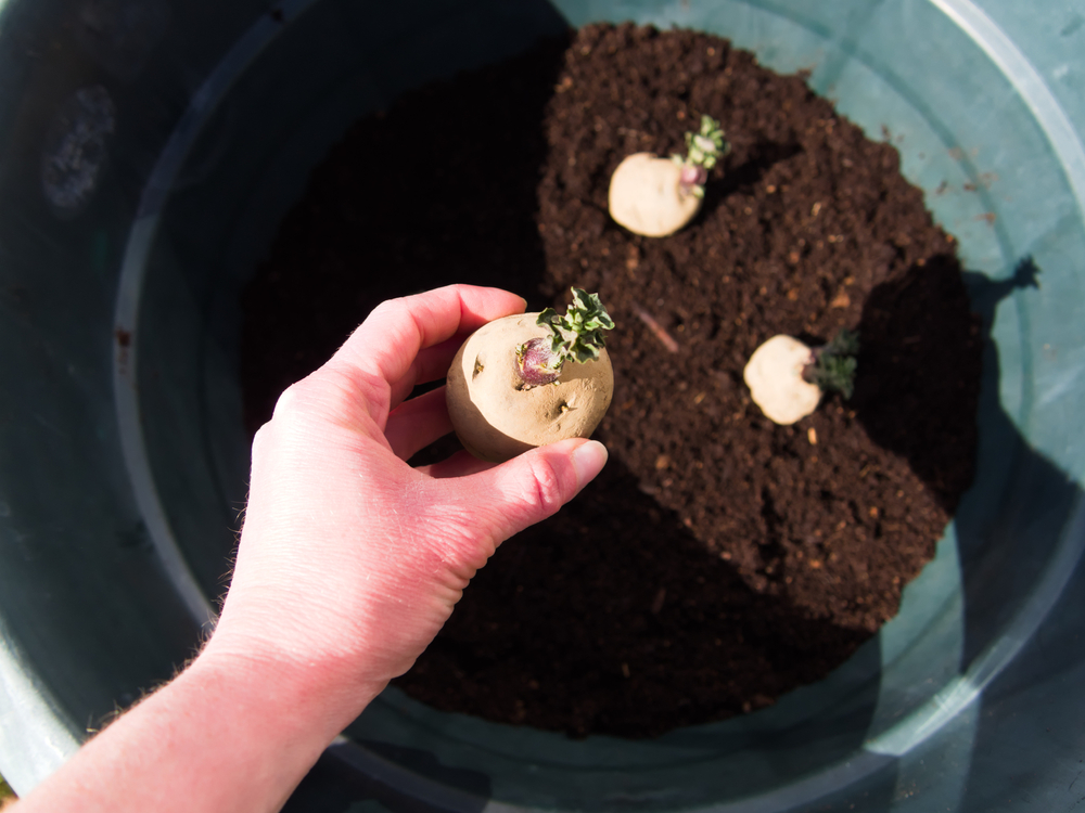 How To Plant Seed Potatoes - JParkers