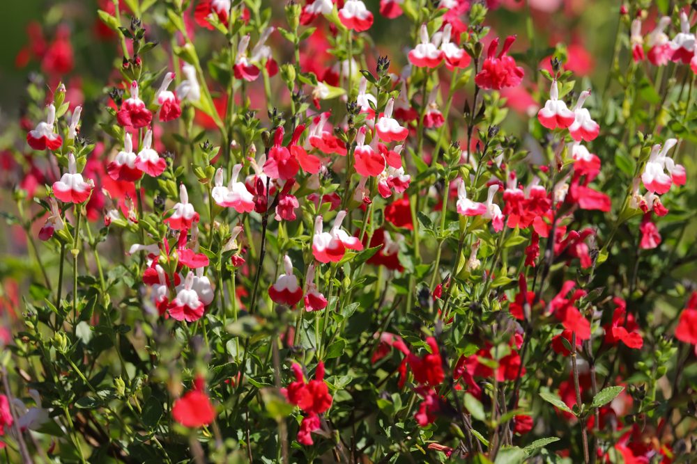 Image of Salvia companion plant for alstroemeria