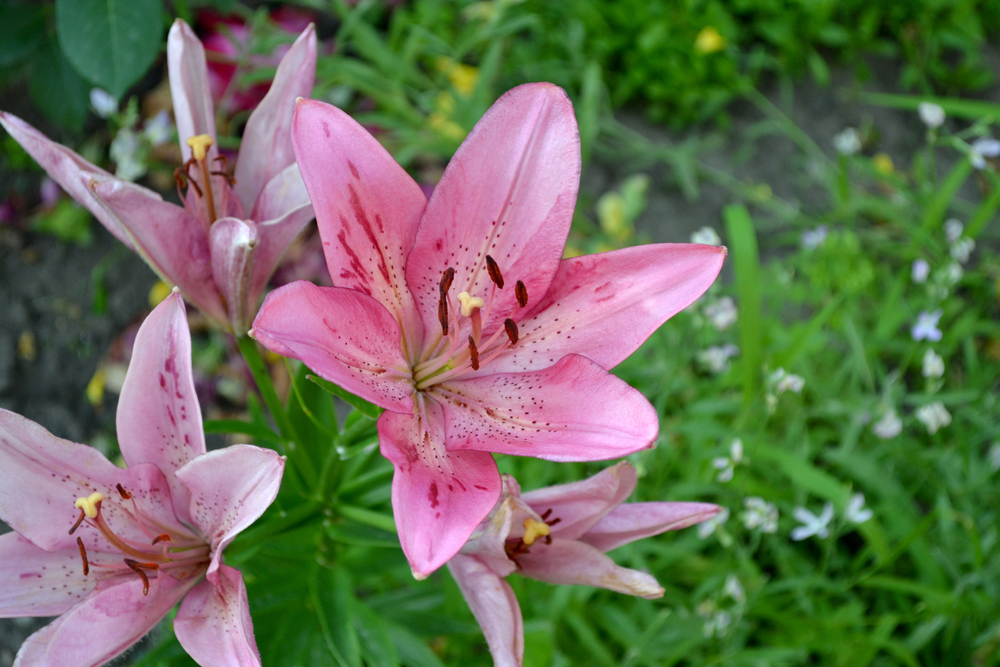 List Of 20 When Do You Cut Lilies Back