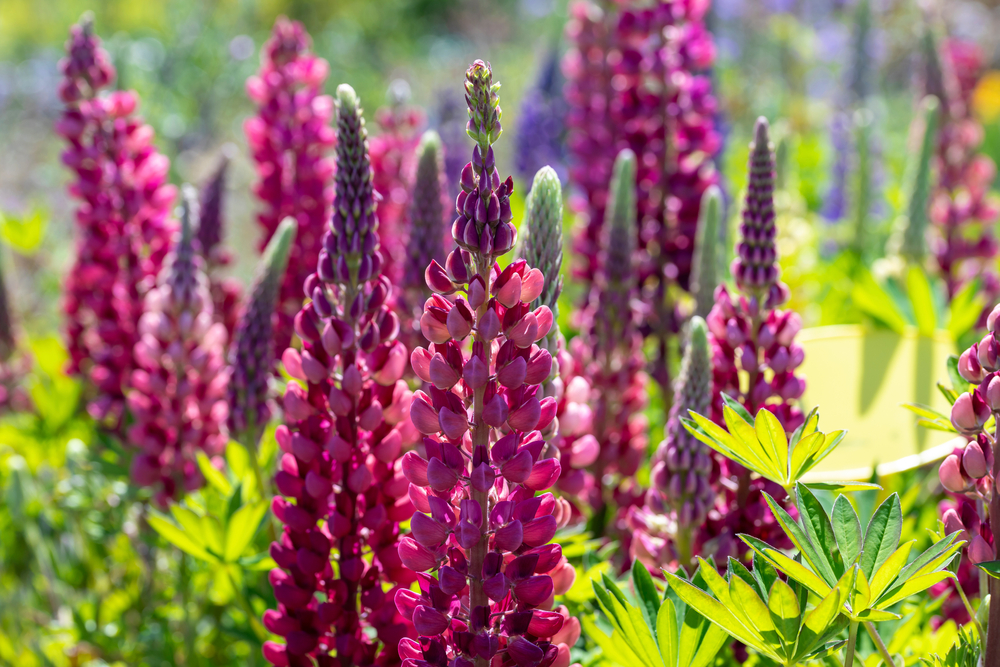 How to Grow Lupins - JParkers