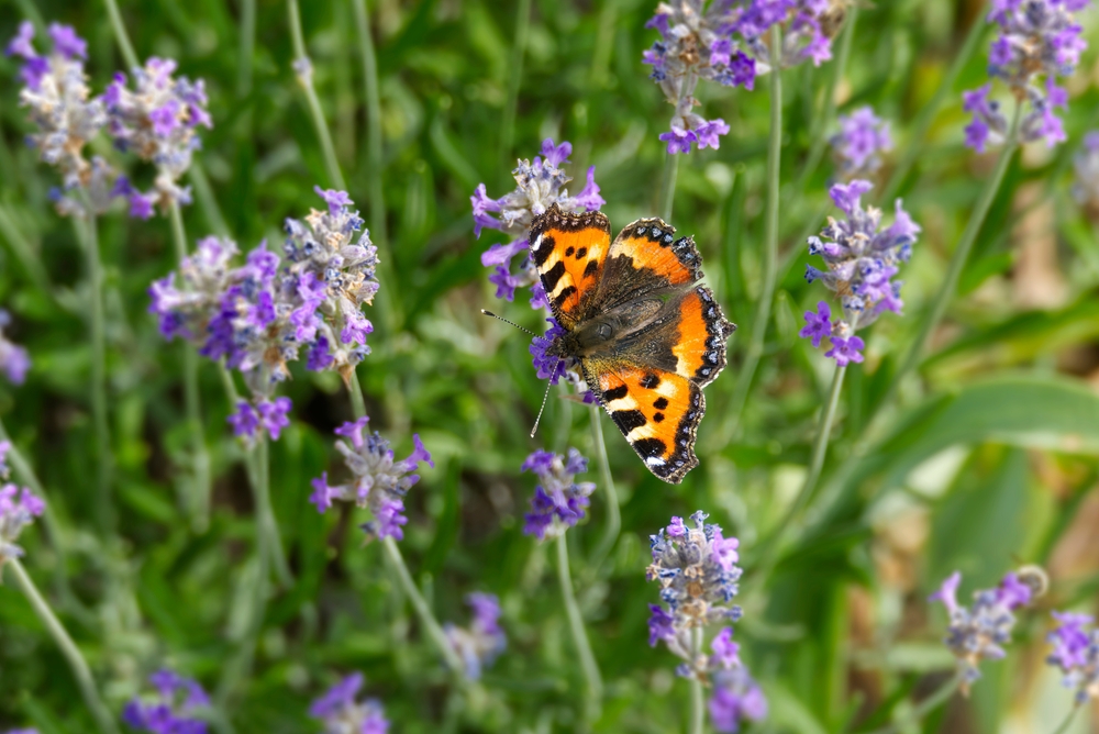 BRITISH COLOUR STANDARD - 25cm / 10'' H Powder Blue Eco Dinner