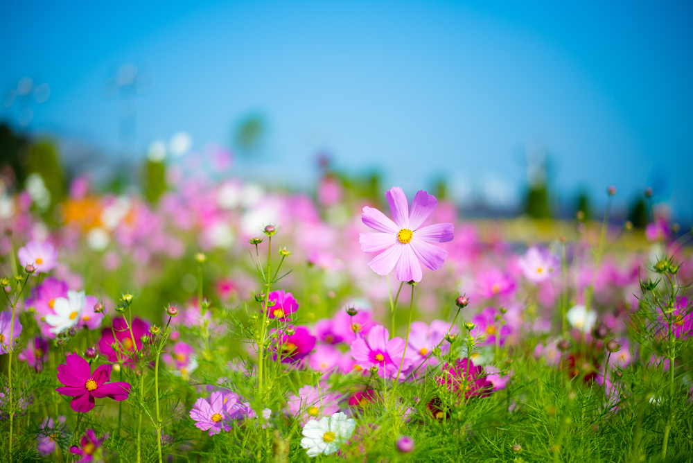 How to Keep Your Plants Cool During the Summer - JParkers